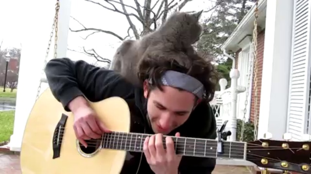 Le chat et le guitariste смотреть онлайн