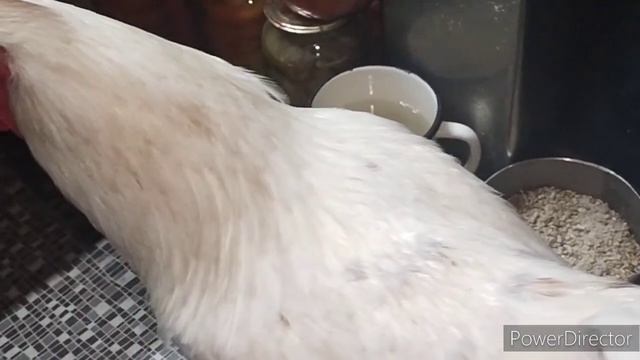 Славянск.21.11.23. Как пережить морозы. Зимовье в коридоре.?На ужин горячее рагу из говядины‼️