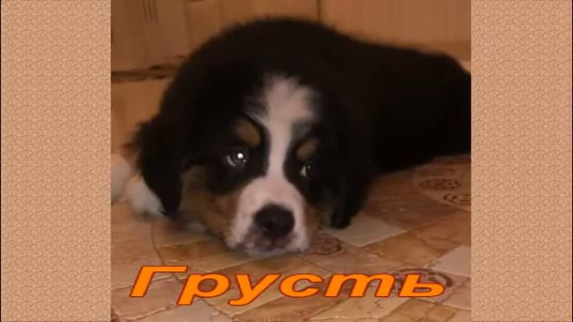 Проект 1 ТОМ смотреть онлайн