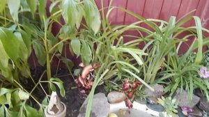 Делаю пруд из старой ванны.