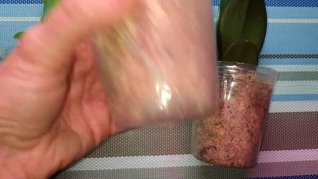 Новые орхидеи. Пополнение коллекции. #orchid #orchids #phalaenopsis #орхидеидома #фаленопсис смотреть онлайн