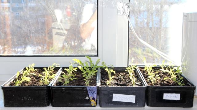 Руккола на подоконнике со светодиодной подстветкой - странные результаты смотреть онлайн