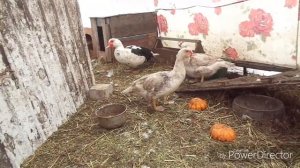 Как понять,что утка готова сесть на яйца,когда садится на гнездо.Мускусные утки.