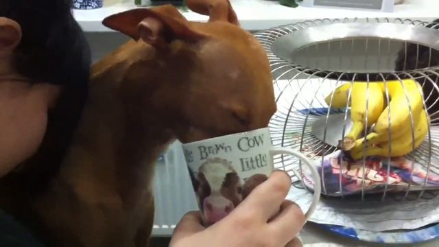 Чай с молоком смотреть онлайн