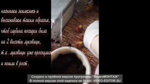 Посадка тюльпанов в горшки ВЕСНОЙ!