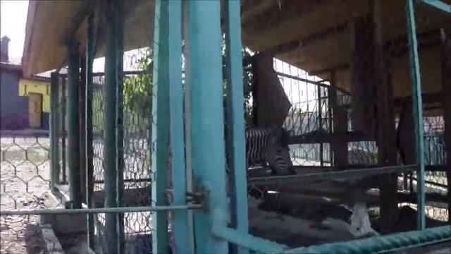 Роев Ручей. Парк флоры и фауны . Автор Елена Цыганова 18.07.19г. смотреть онлайн