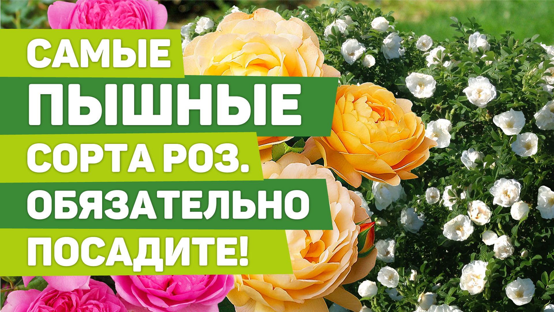 Сорта роз с самым обильным и пышным цветением. Прошли испытания на Урале.mp4 смотреть онлайн