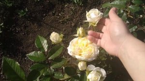 My Girl, Май Герл, ч/г, 2006 г! Роза в кремовых тонах от питомника Тантау (Tantay)