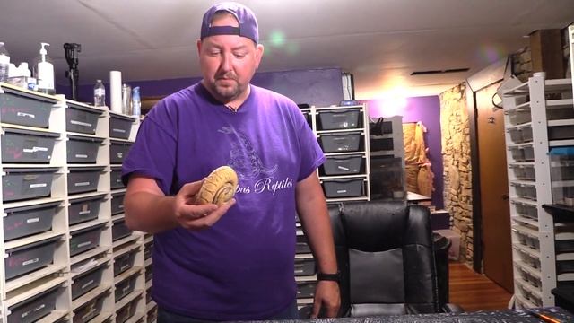 Ball python looks good wearing PINSTRIPES! All about the pinstripe morph! смотреть онлайн