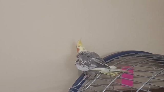 смешное видео о животных. корелла поет, корелла говорит, #попугай корелла, попугаи приколы смотреть онлайн