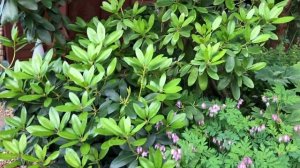 Лечение железного  хлороза рододендрона