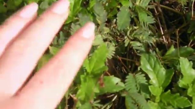 Mimosa pudica in Dominican Republic смотреть онлайн
