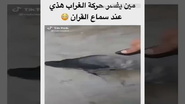 ма ша Аллах Ворона слушает КОРАН смотреть онлайн