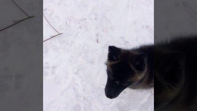 Хаски Акита смотреть онлайн