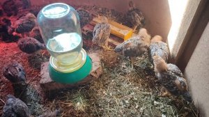 Билефельдерам три недели.