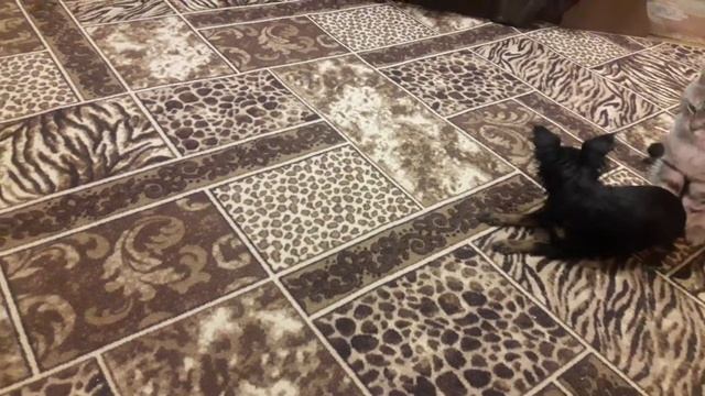 Очень смешно. Длинношерстный русский той терьер Милка играет с лазером. смотреть онлайн