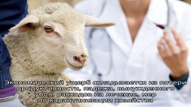 Оспа у овец смотреть онлайн