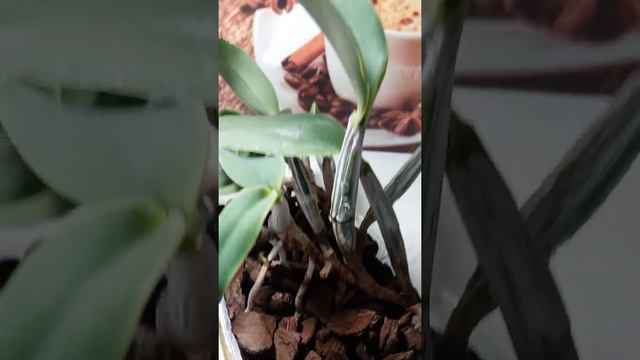 Цветение каттлеи Walkeriana.второе за год