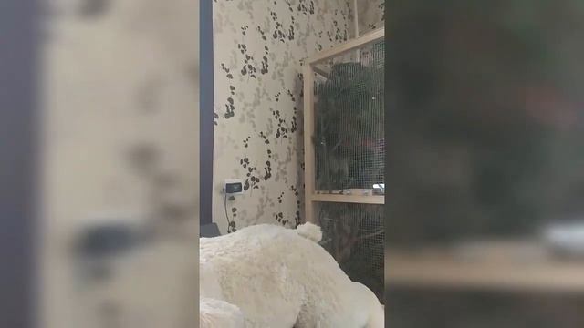 Бельчонок Бусик обдумывает идею спать на подоконнике...??Squirrel and window смотреть онлайн