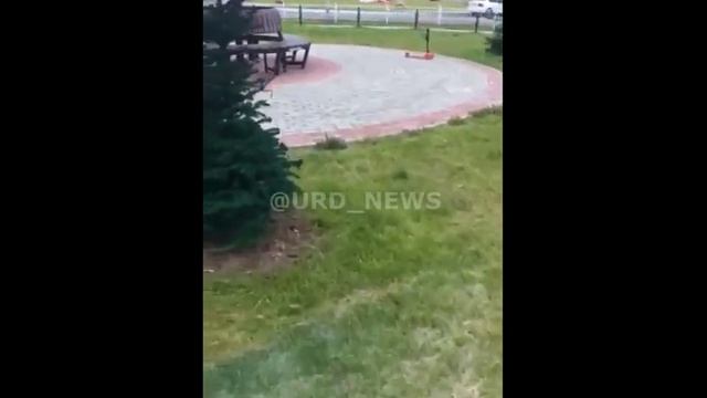 В России покрасили елки к приезду топ-чиновника смотреть онлайн