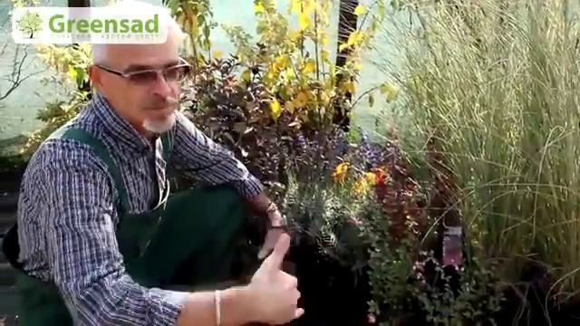 Растения для создания живых бордюров смотреть онлайн
