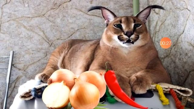 кот рассказывает как готовить пельмени смотреть онлайн