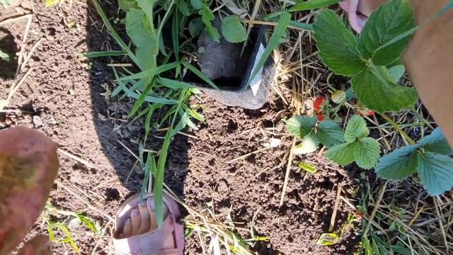 На даче.После дождей дождались тепла.Но только пока днем.Сразу все пошло в рост.Скорее полоть грядк смотреть онлайн