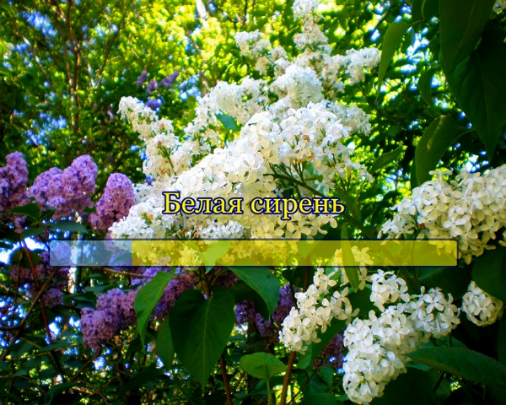 Белая сирень - песня
