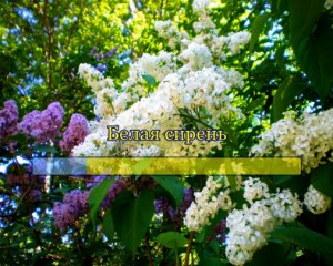 Белая сирень - песня