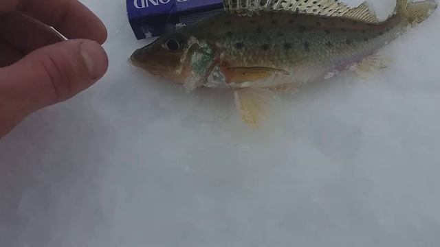 Донской Бирючек смотреть онлайн