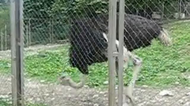 Страус облажался смотреть онлайн