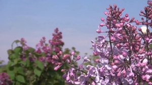 Лена Василёк и Александр Бардин - Цветёт сирень.mp4