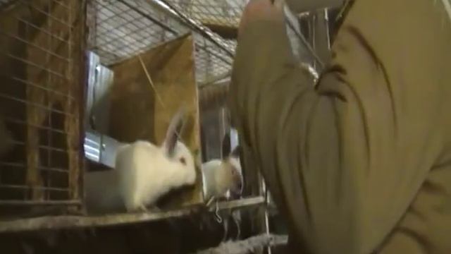 Нужно ли кроликам сено. смотреть онлайн