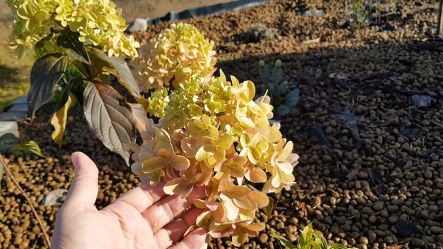 Обзор метельчатых гортензий осень, 16 октября смотреть онлайн