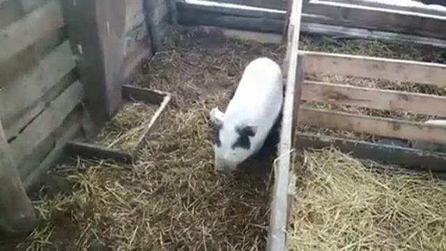 Честный вес вьетнамских поросят. Часть 1. смотреть онлайн