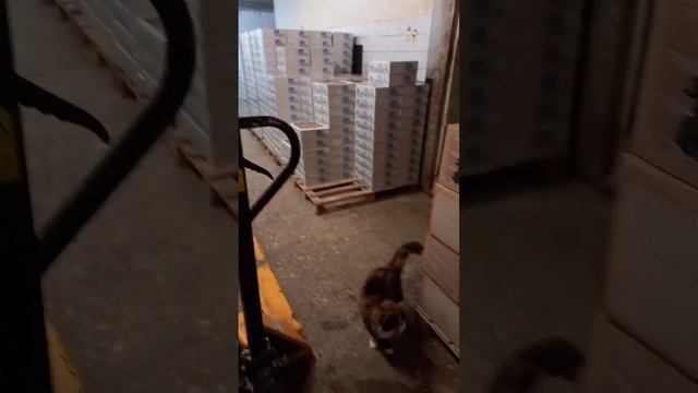 я люблю свою работу, потому что здесь делают печенье смотреть онлайн