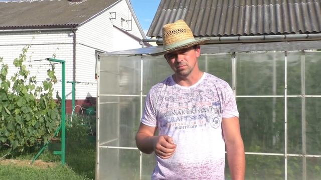 Виноград. Саженцы -первогодки . Вопросы - ответы. смотреть онлайн