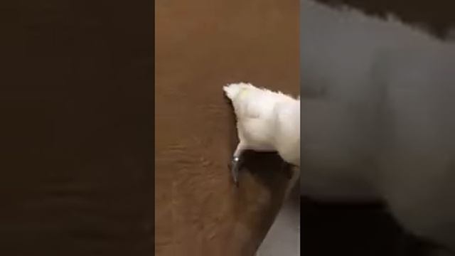 Белохохлый какаду убивает тапочку???? смотреть онлайн
