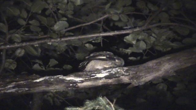 Серая неясыть 5 Крот на обед смотреть онлайн