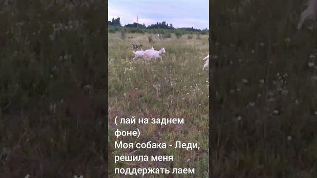 Полный беспредел! Не дают гулять с животными! Гоняют с поля! шок смотреть онлайн