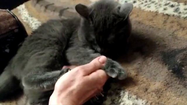 Кошка кидается и играется. The cat rushes and plays. смотреть онлайн