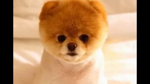 Мини собачки смотреть онлайн