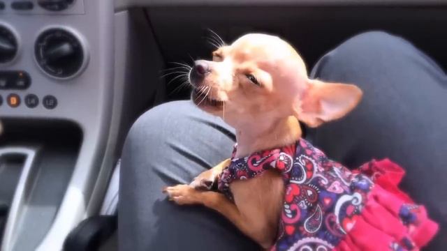 Beanie the singing chihuahua смотреть онлайн