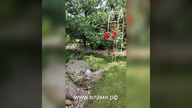 Роза Red Flame (Ред Флейм)? Плетистые розы в Подмосковье. смотреть онлайн