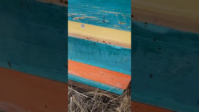 весенняя подкормка пчел смотреть онлайн