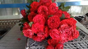 парковая роза сорта - тиамо . питомник роз полины козловой rozarium.biz