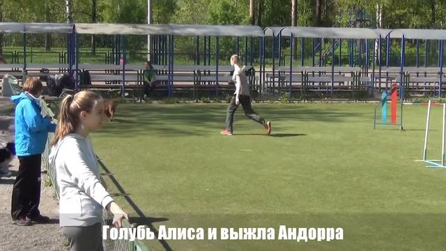 Голубь Алиса и выжла Андорра