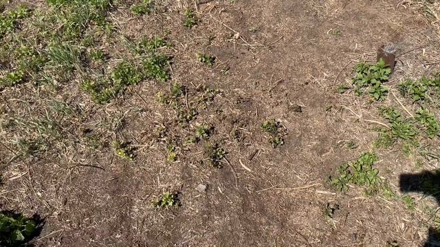 Купили ЗАБРОШЕННУЮ ДАЧУ | Что будет с беседкой | Осталось совсем немного | Будущие планы | # 5 смотреть онлайн