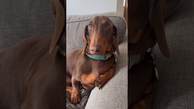 A dachshund’s ears are mainly for decoration purposes only
#dachshundarts #dachshundlife #dachshun смотреть онлайн