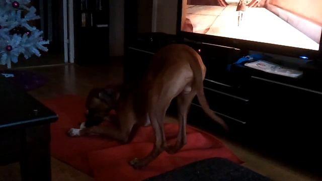 Simba med pipen смотреть онлайн